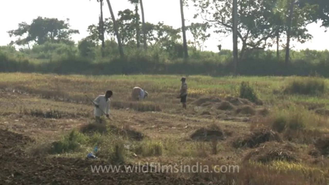 Goa-field