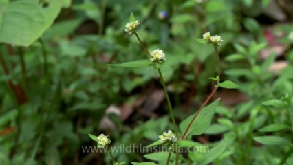 Mussoorie-Dalai lama-Wildflower-20