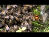 Predatory wasps wipe out entire bee colony