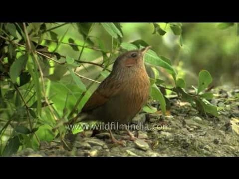 Streaked Laughing Thrush
