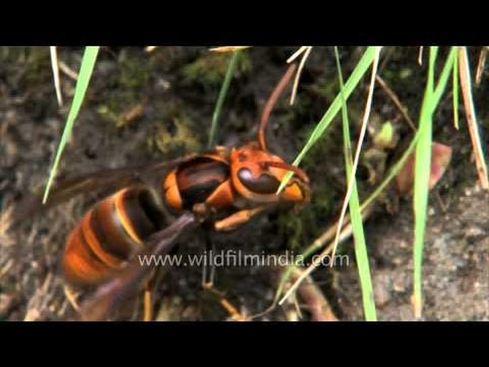 Vicious wasps launch massive raid on bee-hive!