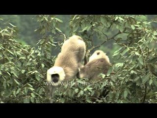 Gray Langur inspecting each other for lice