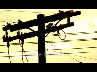 USA electricity utility pole