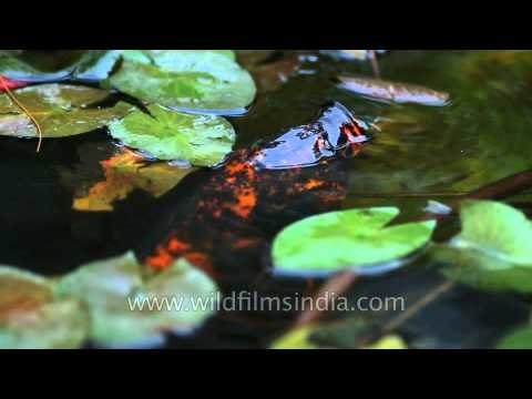 Koi carp : The common carp (Cyprinus carpio)