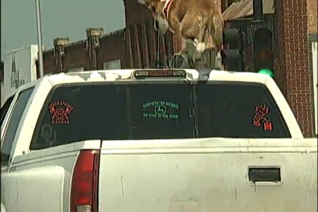 Max : le chien qui fait sa promenade sur un toit de voiture!