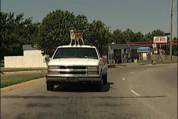 Max The Amazing Roof Dog.
