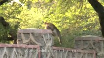 Monkeys-Delhi-12