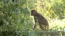 Monkeys-Delhi-14