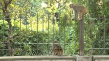 Monkeys-Delhi-16