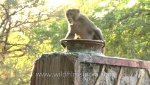 Monkeys-Delhi-17