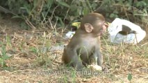 Monkeys-Delhi-20