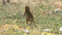 Monkeys-Delhi-21