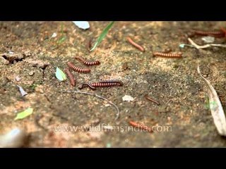 Worms crawl around and have sex: Indian monsoon