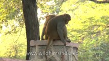 Monkeys-Delhi-23