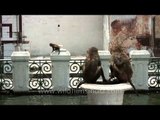 Monkeys hop onto platform in middle of temple pond