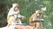 Monkeys-Delhi-28