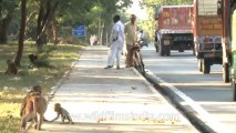 Monkeys-Delhi-3