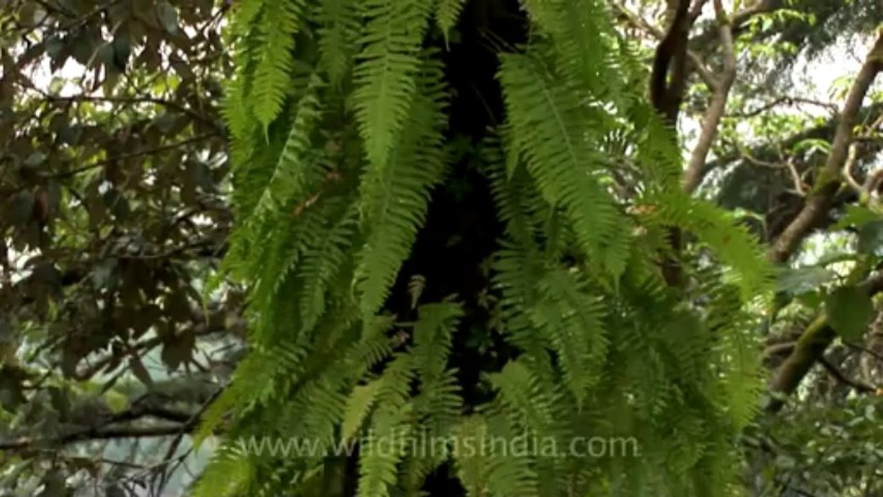 Mussoorie-Dalai lama-fungi-2