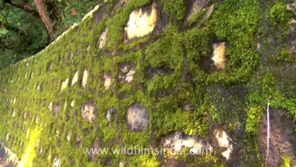 Mussoorie-Dalai lama-moss-2