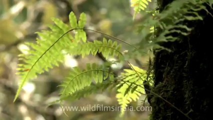 Mussoorie-Dalai lama-tree plant