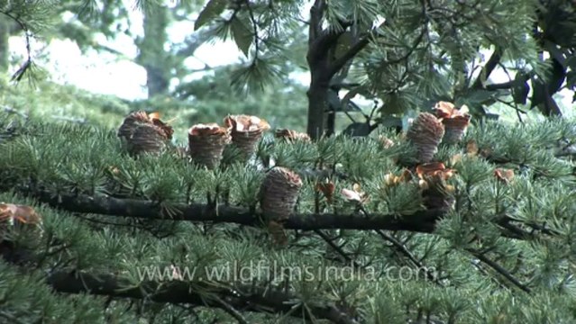 Mussoorie-Tree-HDV-tape-12-3