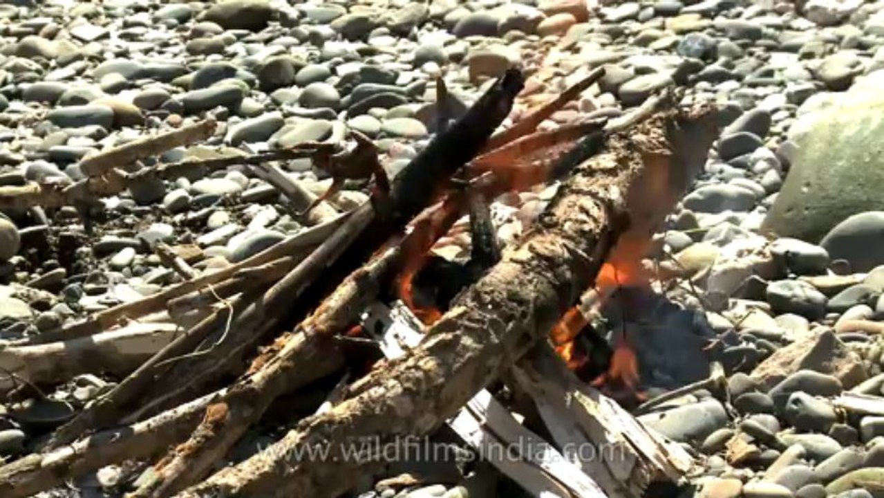 Nagaland-Doyang-Bird roasting