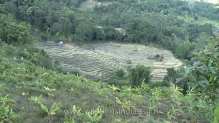 Nagaland-Doyang-field