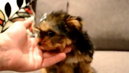 MALE TEDDY BEAR TEACUP