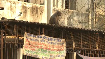 Okhla-market place-monkey-12