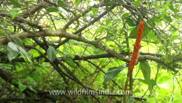 Pune-Mahabaleshwar-couple of wild flower-3