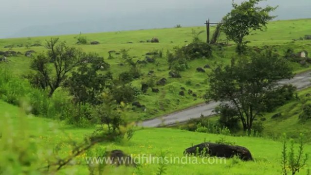 Pune-Mahabaleshwar-landscape