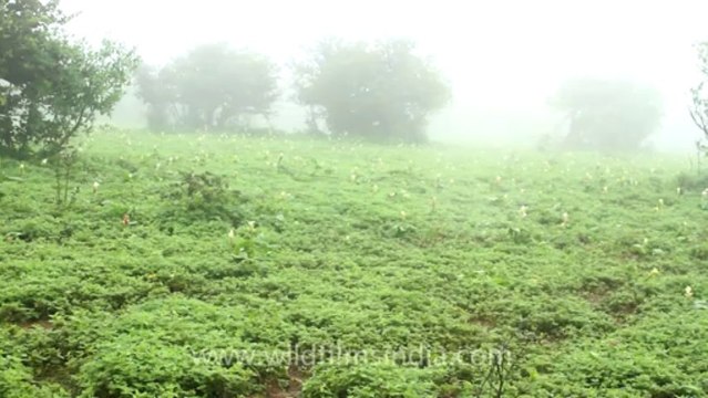 Pune-Mahabaleshwar-wild flower-10