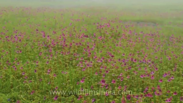 Pune-Mahabaleshwar-wild flower-17
