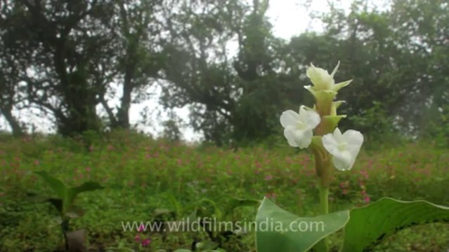 Pune-Mahabaleshwar-wild flower-20