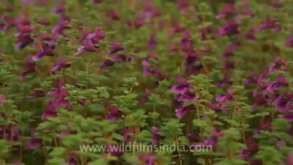Pune-Mahabaleshwar-wild flower-22