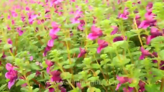 Pune-Mahabaleshwar-wild flower-4