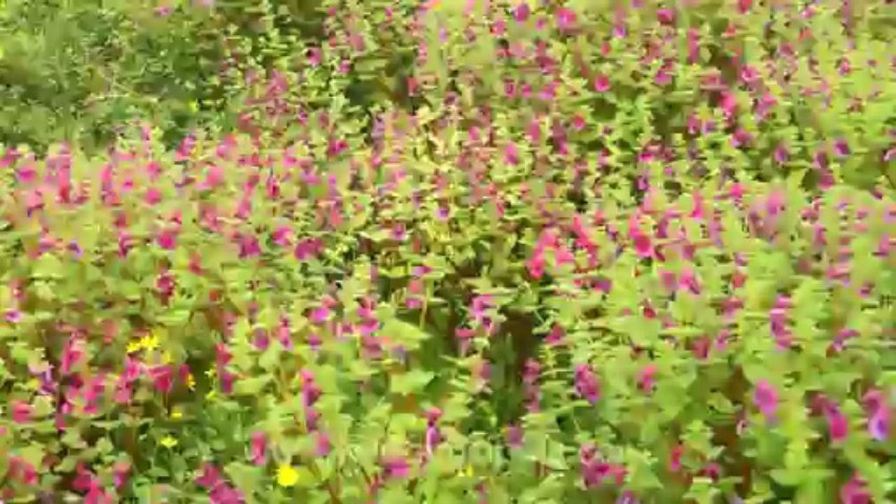 Pune-Mahabaleshwar-wild flower-5