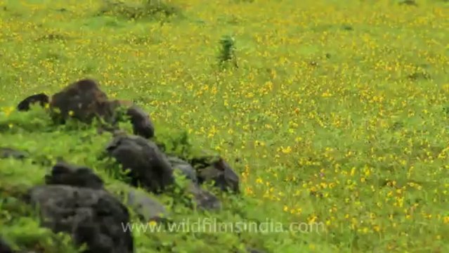 Pune-Mahabaleshwar-wild flower-7
