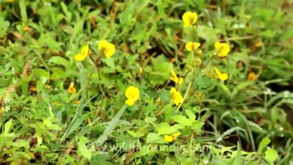 Pune-Mahabaleshwar-wild flower-8