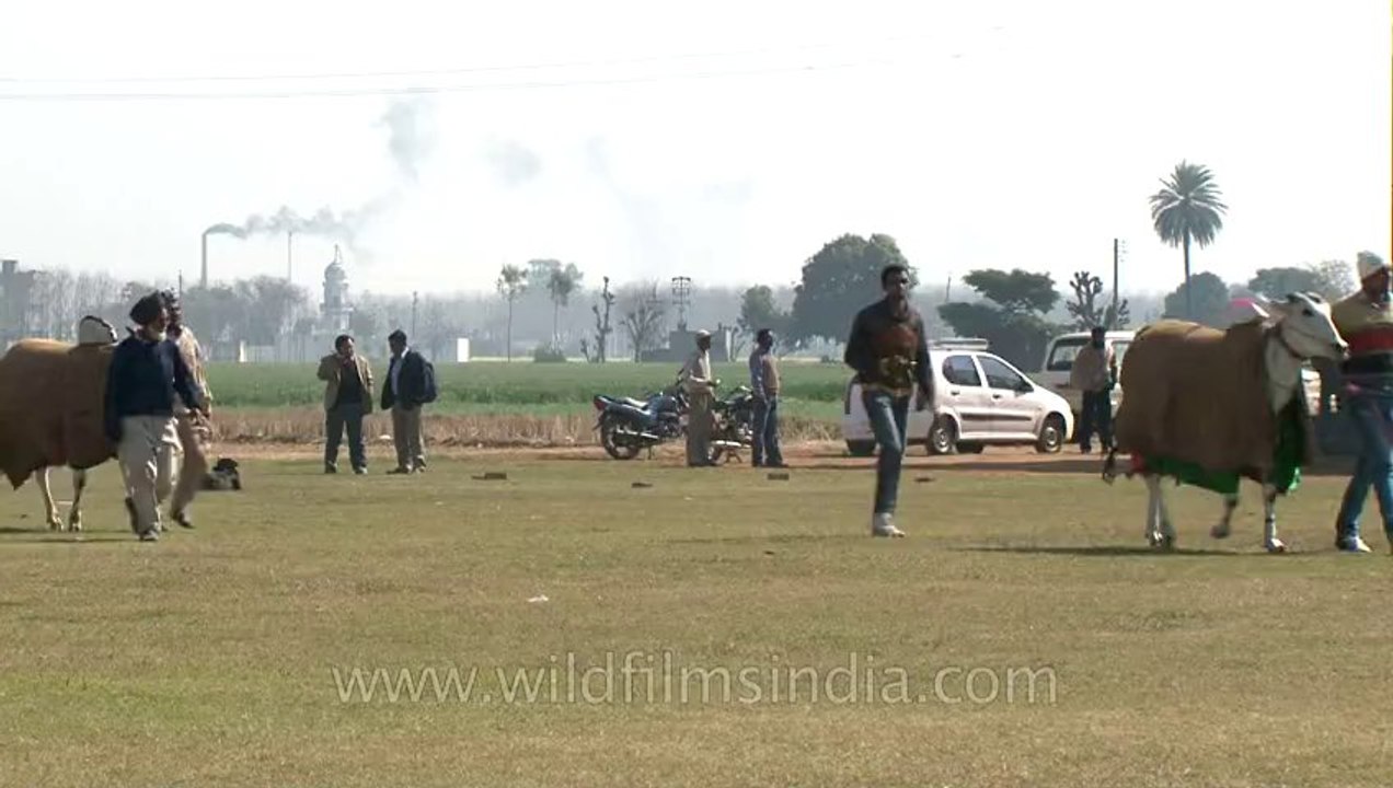 Rural-olympics-2