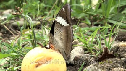 Sikkim-Butterfly-HDV-543-1-18