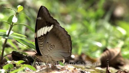 Sikkim-Butterfly-HDV-543-1-5