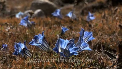 Sikkim-flowers-HDV-541-2-1