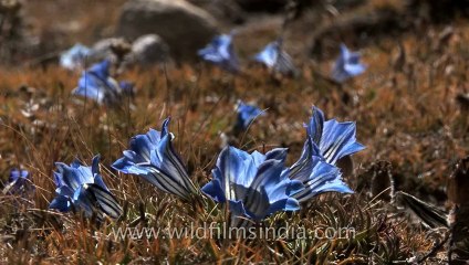 Sikkim-flowers-HDV-541-2-6