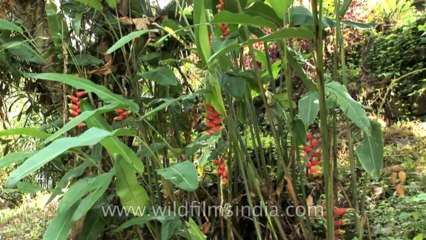 Sikkim-flowers-HDV-542-3-11