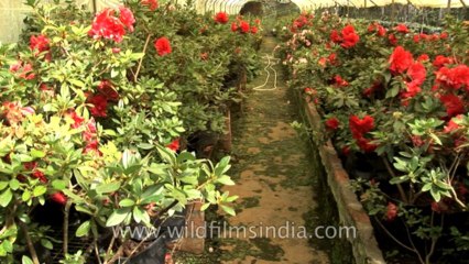 Sikkim-flowers-HDV-542-3-13