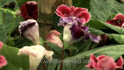 Sikkim-flowers-HDV-542-3-2