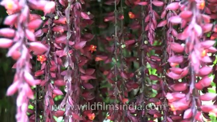 Sikkim-Flowers-HDV-543-1-11