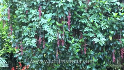 Sikkim-Flowers-HDV-543-1-12