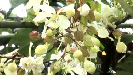 Sikkim-Market Place-HDV-542-3-9